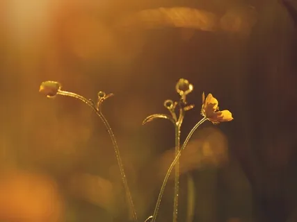 Peaceful Heart/Corazón En Calma