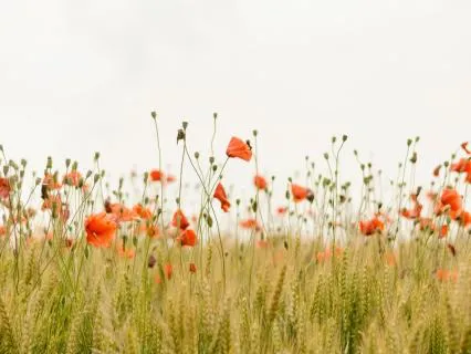 Peaceful Instrumental Music - A Gentle Unfolding