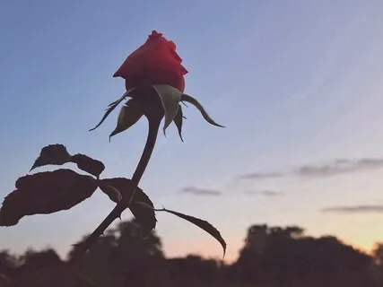 Peaceful Meditation With Body Scan & Heart Connection