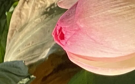 Peaceful Meditative Drums