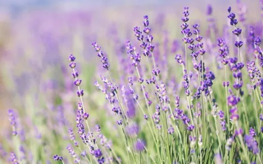 Peaceful Mind, Open Heart