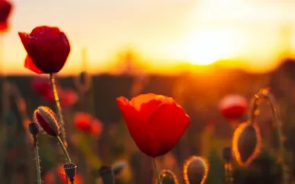 Peaceful Morning Chimes | 1-Hour Of Nature & Koshi Chimes