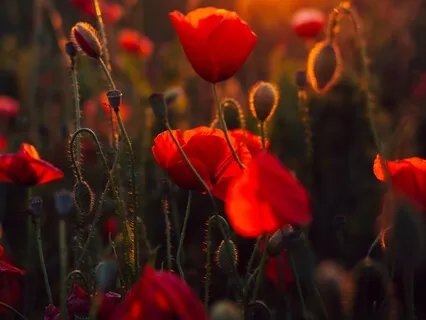 Peaceful Morning Chimes | Nature & Koshi Chimes