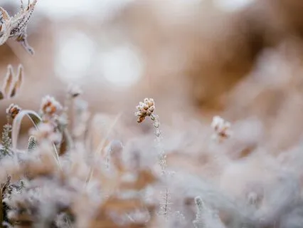 Peaceful Morning Meditation