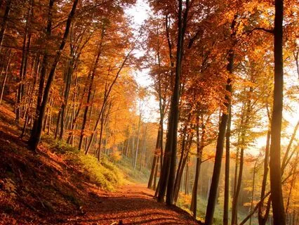 Peaceful Music For Meditation - Sleep - Bath - Relax - Yoga