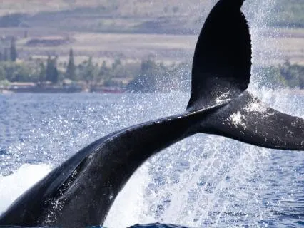 Peaceful Music: Whale Dreams In Vapor