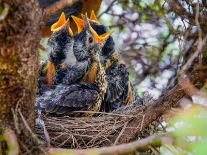 Peaceful Nature: A Choir Of Birds