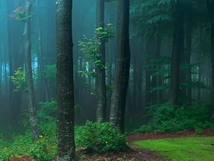 Peaceful Night (3-Hour Version)