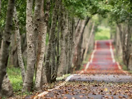 Peaceful Path Music Meditation