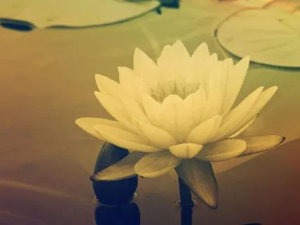 Peaceful Pause - Eye Space