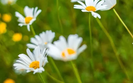 Peaceful Pause - Openness