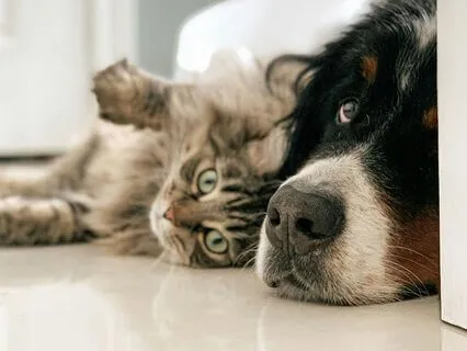 Separation Anxiety Relief For Cats & Dogs | Sonic Vitamin
