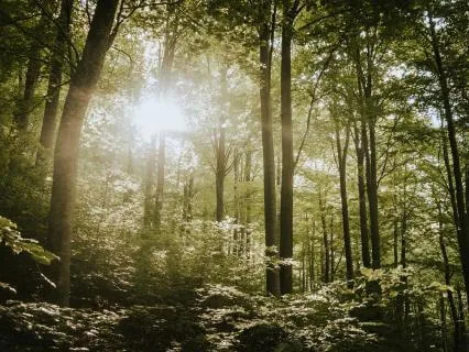 Peaceful Piano For Stress And Anxiety