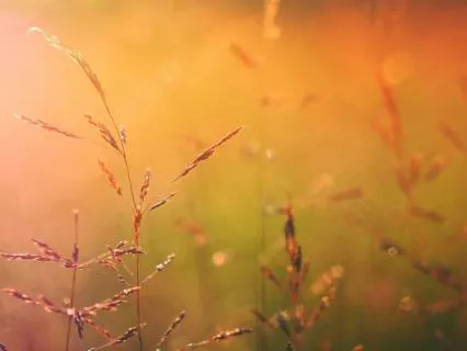 Peaceful Piano I Soft Notes For Stress Relief & Calm