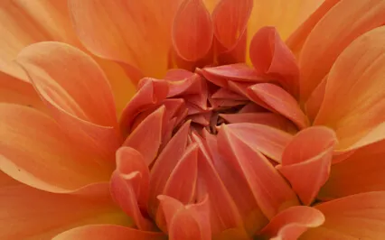 Peaceful Piano Music To Calm Your Mind