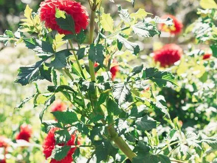 Peaceful Presence Meditation