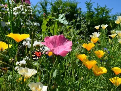 Peaceful Present Moment