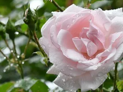 Peaceful Rain Sound For Deep Sleep