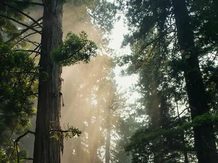 Spacious Ambient Piano With Drone For Calm