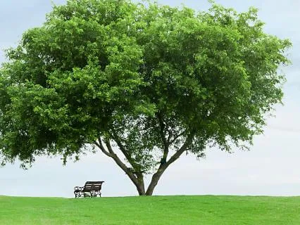 Peaceful Relaxation