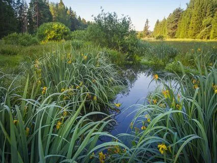 Peaceful Resonance Relaxing Music