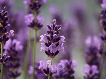 Peaceful Savasana Meditation