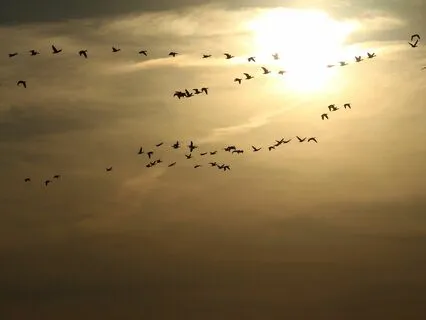 Peaceful Serenity: Good Morning, Birds