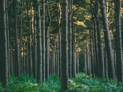 Peaceful Sleep In Nature: Singing Bowls In The Forest