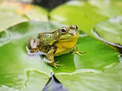 Peaceful Sleep Sounds – Nighttime Frogs By The Water
