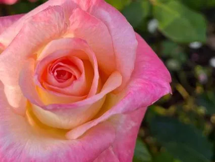 Peaceful Sleep Story: The Rose Gardens Of The Summer Castle