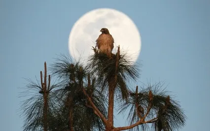 Peaceful Sleep With The Grace of Meditation