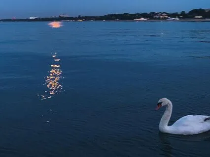 Peaceful Sleep With The Mythical Swan