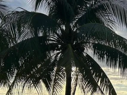 Peaceful Sleep Yoga Nidra