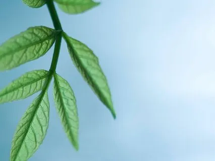 Peaceful, Soothing And Relaxing Meditation