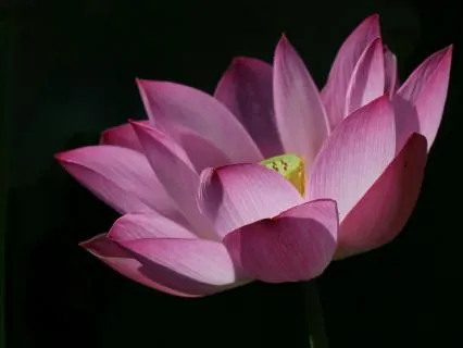 Peaceful Sound Therapy Natural Stream (3-Hour Version)