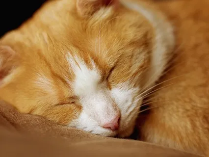 Peaceful Sounds - A Cat Sleeping