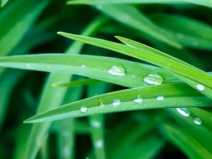 Peaceful Sounds Of Nature (10 Hours)