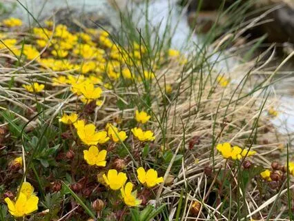Peaceful Stream By The Meadow