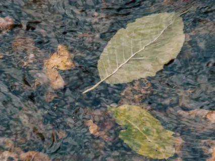 Peaceful Surrender (Voice Only - No Music)