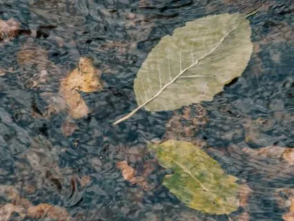 Peaceful Surrender (With Music)