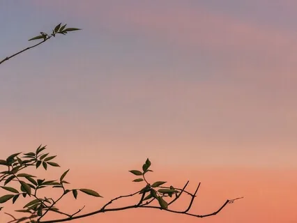 Peaceful Violin Music - Delta Waves