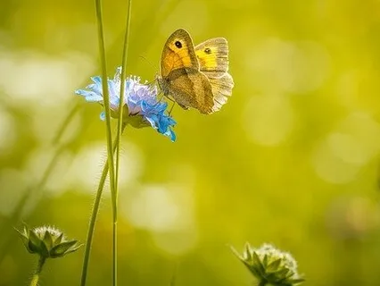 Peaceful Visualization To Soothe Stress And Anxiety