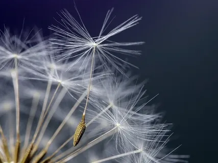 Peaceful Wind - Nature Sounds for Relaxation, Meditation, Studying, & Deep Sleep