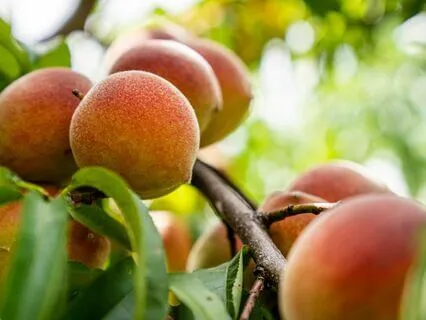 Peach Tree Ray Of Light 11th Solar Light