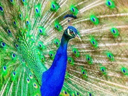 Peacock Spirit Animal