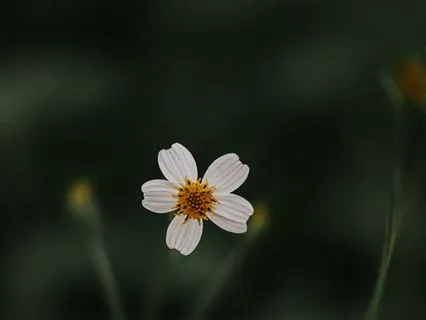 Peak Awareness: Gamma Waves For Memory And Focus