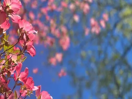 Pelvic Floor Body Scan