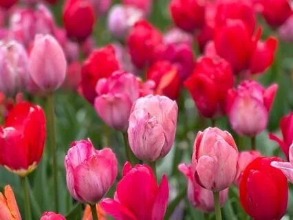 Pelvic Floor Healing Hands