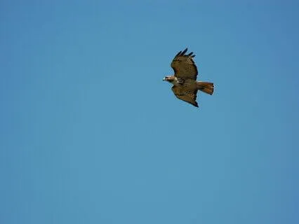 People Pleasing Is A Survival Response