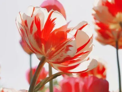 Pep Talk For Attachment To Fear